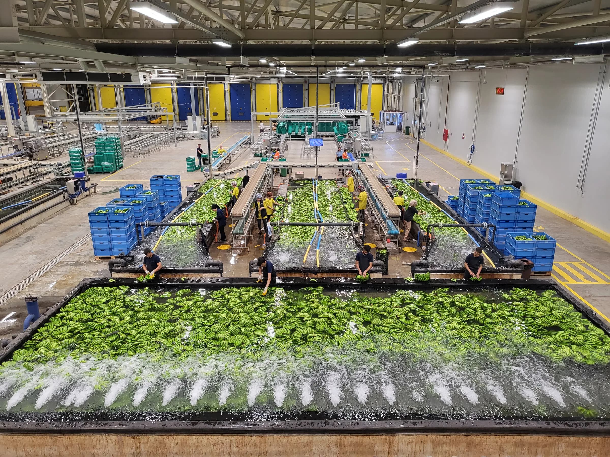 Banana washing pools and production lines