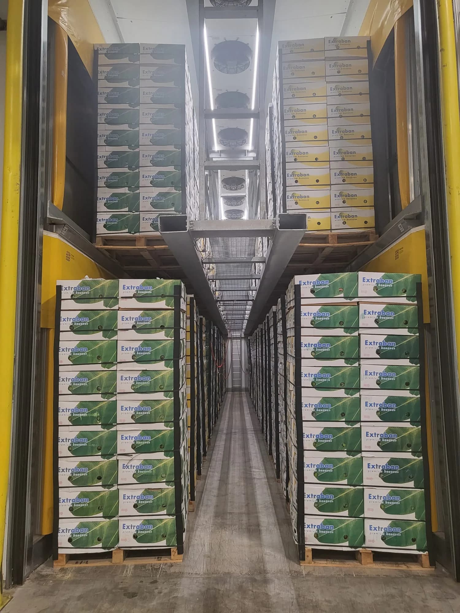 Ripening room filled with produce crates