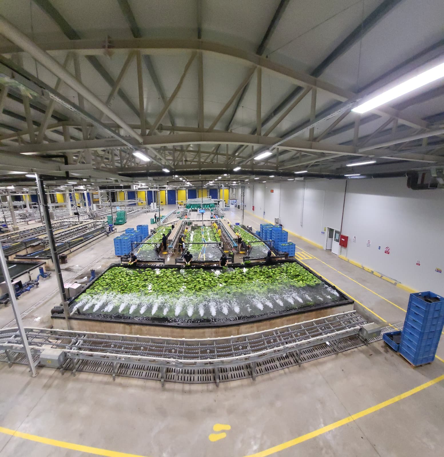 High-Pressure Hygienic Washing - Vero Gıda banana processing and packing stage
