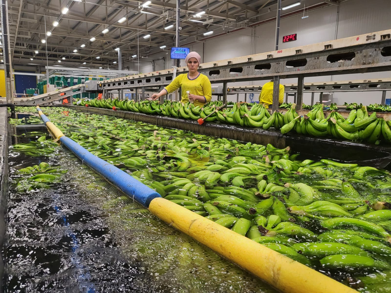 In-Channel Guidance and Flow Control - Vero Gıda banana processing and packing stage