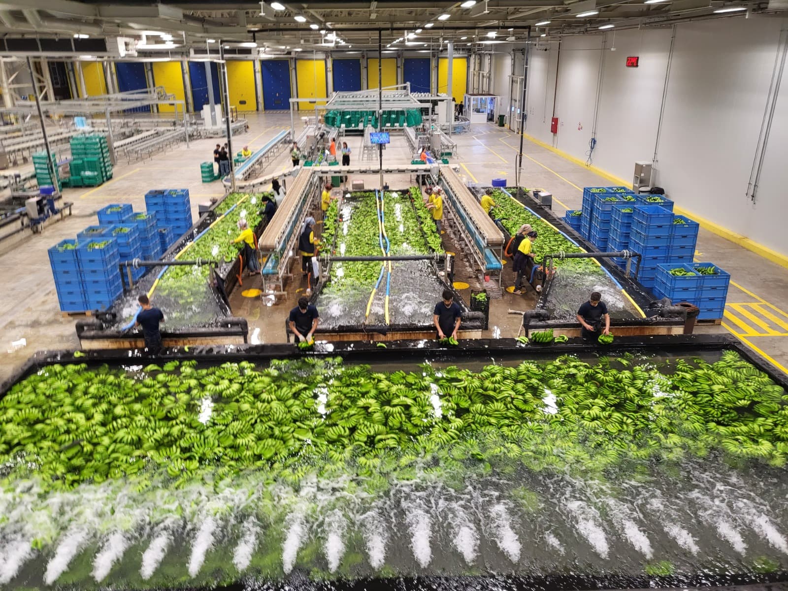 Dual-Channel Washing Line - Vero Gıda banana processing and packing stage