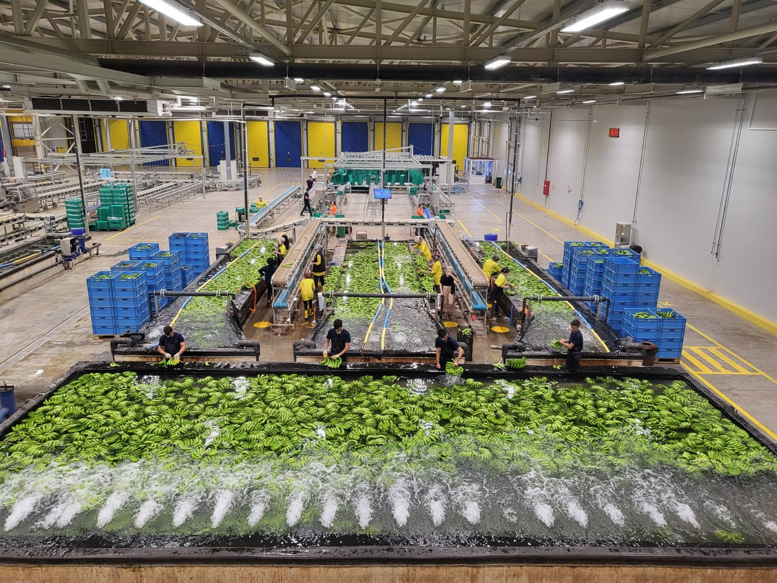 Sorting and Selection Pool - Vero Gıda banana processing and packing stage