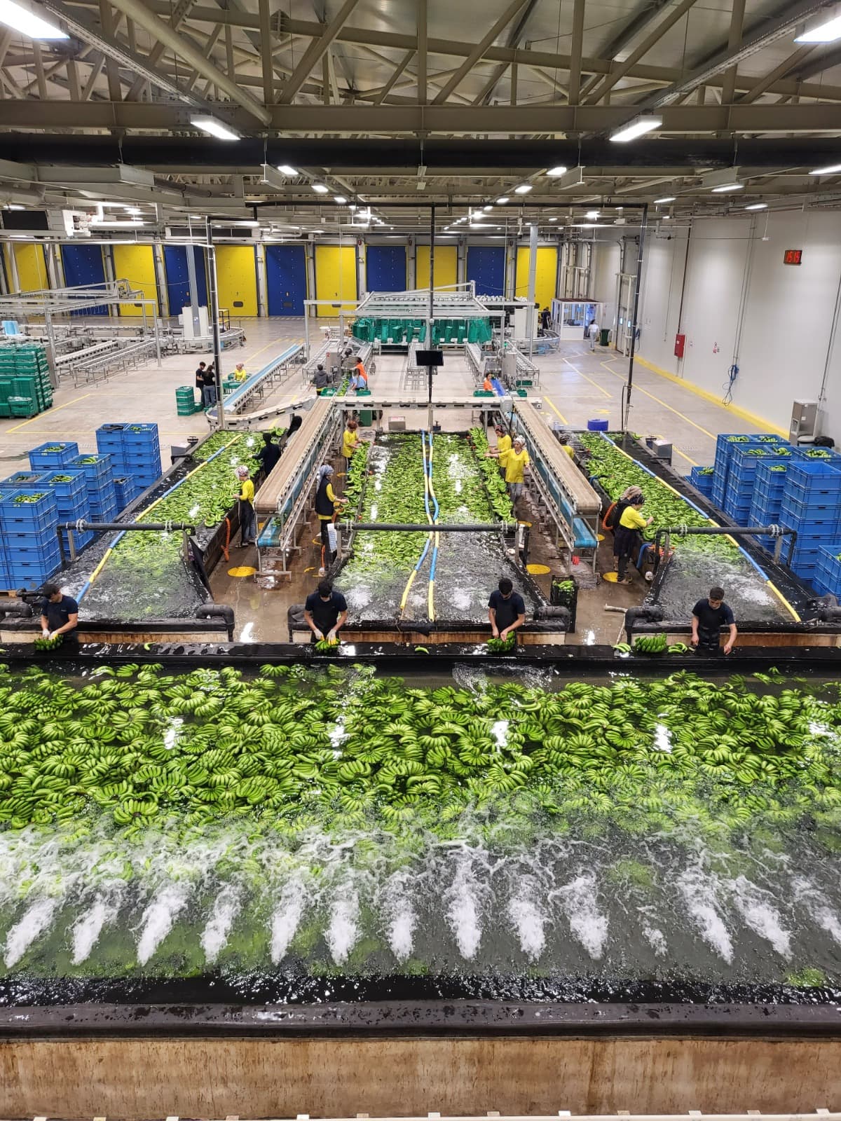 Pre-Ripening Water Rest - Vero Gıda banana processing and packing stage