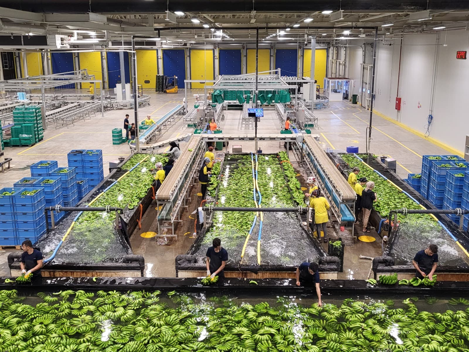 Hands-Off Selection and Quality Control - Vero Gıda banana processing and packing stage